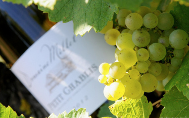 Detalle de un racimo