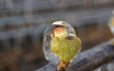 Detalle del viñedo