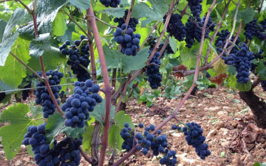 Detalle de uvas tintas Parigot