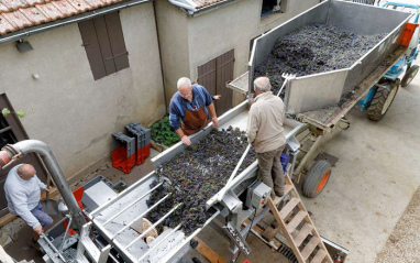 Llegada de la vendimia a la bodega