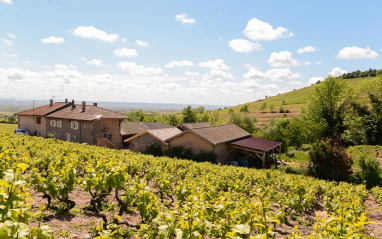 La bodega rodeada por el viñedo