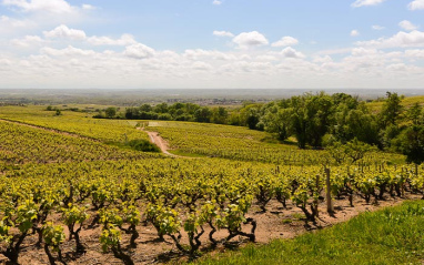 Las viñas de Kuhnel se encuentran en los mejores 'terroirs' de Beaujolais