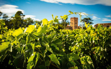 Viñas en flor con bodega al fondo