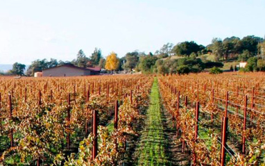 Viñedo en otoño