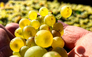 Uva blanca de Domaine Rougeot 