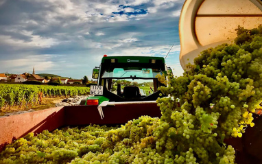 Transporte de la uva en remolque