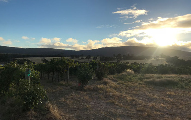 El sol descansa en el viñedo