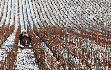 Viñedo bajo la nieve