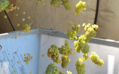 Entrada de la uva en bodega