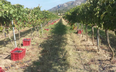 Sendero del viñedo