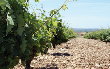 Detalle del viñedo