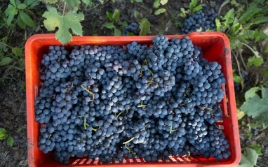 La vendimia en la bodega Ellena