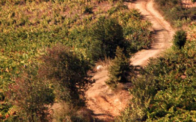 Camino junto a viñedos