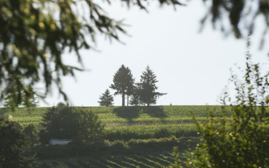 Las cepas de Evening Land Vineyards se localizan en un entorno idilico.