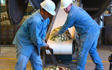 Trabajando con las piñas de agave