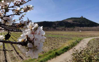 Viñedos de origen de Fantabuloso, en Rioja