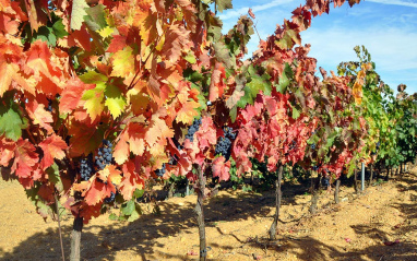 Cepas en otoño