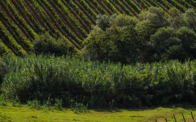 Panorámica del viñedo