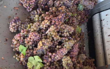 Uva entrando en bodega