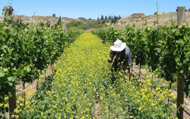 Los viñedos de Felton Road se cultivan con principios biodinámicos.