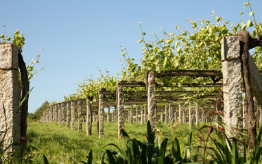 Detalle del viñedo