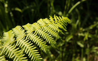 Detalle de la planta