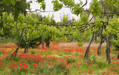 Viñedos y amapolas