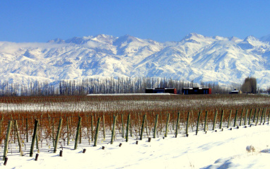 Espectacular vista nevada de viñedo y bodega