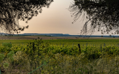 Vista del viñedo de Finca las Caraballas