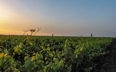 Viñas al atardecer