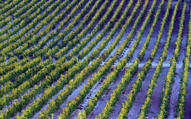 Vista aérea de los viñedos