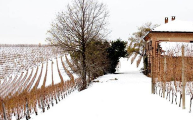 Viñedo nevado