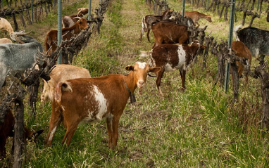 Ina, finca La Greduela, Jérez de la Frontera. 