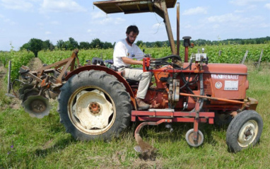 Trabajo en viñedo