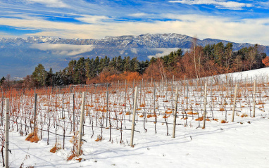 El viñedo de Franz Haas durante una nevada invernal