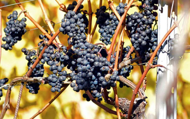 La uva Pinot Nero es una de las estrellas de la bodega