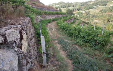 Viñas en ladera