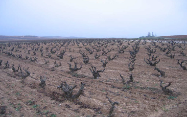 Viñedos en invierno