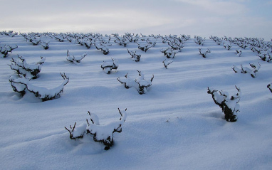 Viñedos nevados