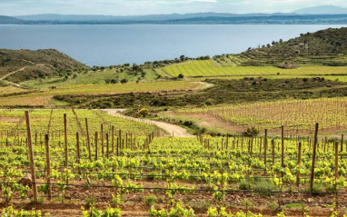 Viñedo de Garnacha, ubicado en el Empordà