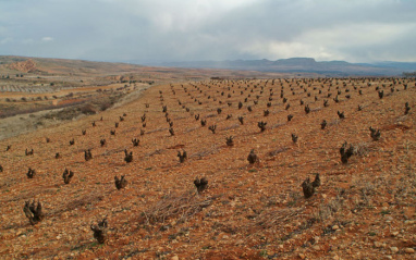 Viña de Gallina de Piel en Calatayud