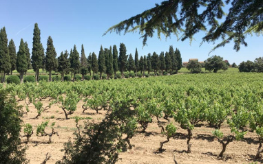 Cepas plantadas en el Penedès