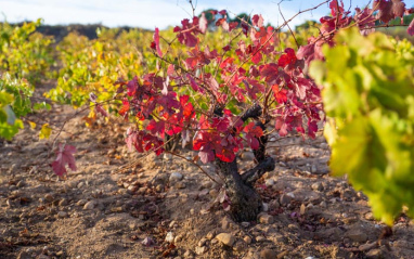 Viñedo Los Almendros