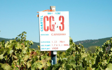 Viñedo de Carignan