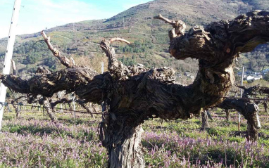 Garnacha tintorera centenaria en Valdeorras