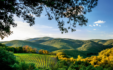 Vista general de los viñedos