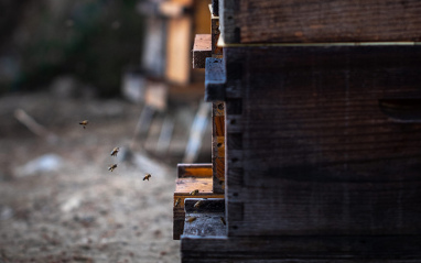 Panel de abejas