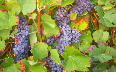 Uvas de Champagne