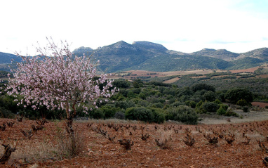 Detalle del viñedo