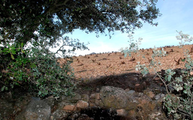 Alrededores del viñedo